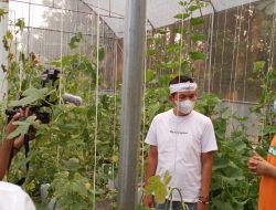 Keren, Didampingi Dedi Mulyadi, Santri Ponpes Minnatul Huda Panen Ribuan Buah Melon