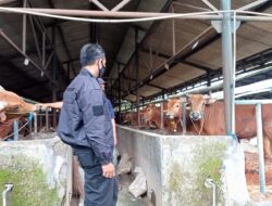 Jelang Idul Adha, Kepolisian dan Pemerintah di Purwakarta Pastikan Hewan Ternak Warga Bebas PMK