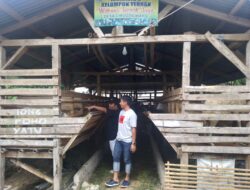 Jelang Idul Adha, “Wahana Ternak Jaya” jadi Tujuan Pembeli Hewan Qurban