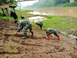 Satgas Citarum Harum sektor 13 tanam Vertifer di Bantaran Sungai Citarum