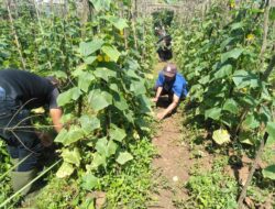 Kembangkan Lahan Pertanian, Satgas Citarum Harum sektor 13 Tanami Lahan Demplot dengan Sayuran