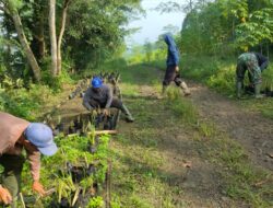 Efektif Tahan Erosi, Satgas CH sektor 13 Kembangkan Tanaman Vertiver