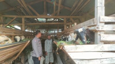 Jelang Idul Adha, Polsek Plered Cek Kondusifitas Pasar Hewan