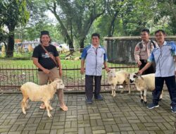 Jasa Tirta II Sembelih Puluhan Hewan Qurban di Moment Idul Adha 1444 H