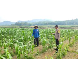 Polsek Plered Laksanakan Giat Pendampingan Program Ketahanan Pangan